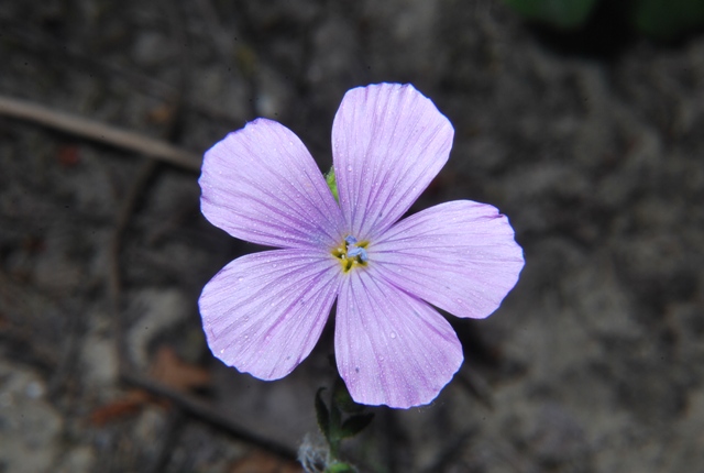 Linum viscosum